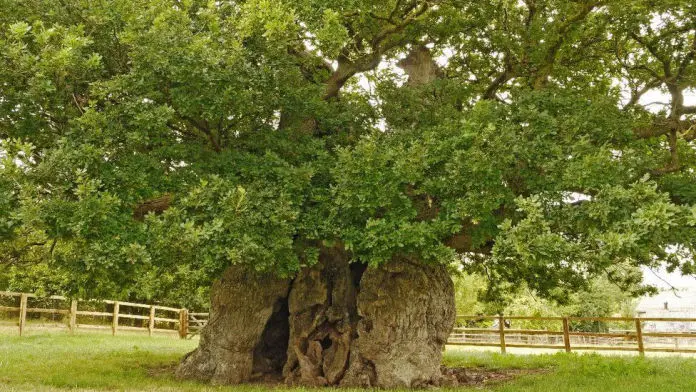 Bowthorpe Oak in leaf